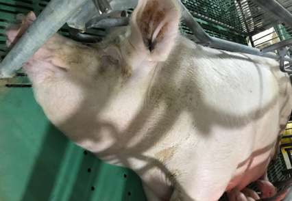 飼養故事
